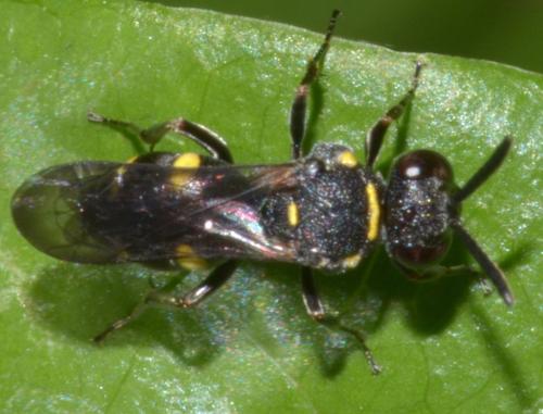 Nysson sp.